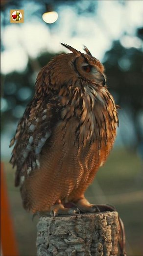 Eurasian Eagle Owl Sounds (The Distinctive Ooh-Hu of the Wild)
