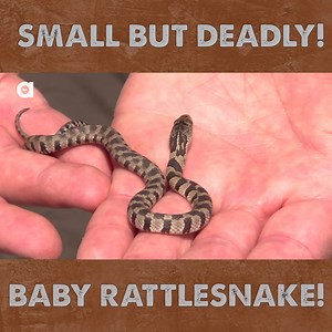 Coyote stumbles upon a Baby Western Diamondback Rattlesnake, but don't be fooled...just because of its size doesn't mean it is not as potentially deadly as an adult. | Coyote Peterson