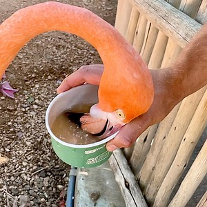 961K views · 19K reactions | Slow motion munching with our feathery flamingo friends! 囹囹 | San Antonio Zoo | Facebook