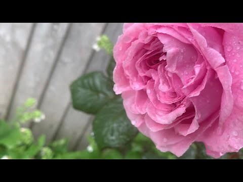 Summer Romance Rose Fragrance Intensity | Kordes Rose | Parfuma Collection | Welcome to my crib