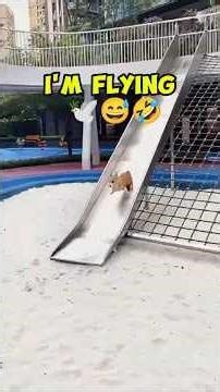 Funniest Animal Fails Ever! 🐶😂 You Won’t Stop Laughing! #shorts #hilariousfails #pets #usashorts