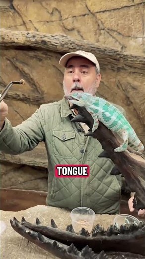 Chameleon: Nature’s Master of Illusion 🌈✨