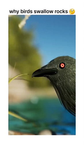 enlightence on Instagram: "Why birds swallow rocks after eating 🐦 🪨 @zackdfilms Birds swallow rocks to help them digest food. Since birds don't have teeth, the stones collect in a muscular organ called a gizzard and act like a grinding mill to break down tough food like seeds. #viralreels #learnoninstagram #lockpicking What would you guys like to see next?"