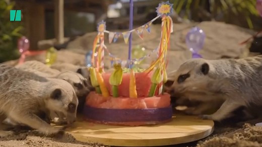 Meerkats in Australia celebrated their first birthday with a delicious cake made of carrots, broccoli, zucchini and watermelon. | HuffPost