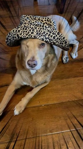 Jellybean wearing a cute hat #sewing #bucket hat