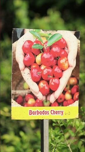 Barbados Sweet Cherry Plant 🍒 Super Vitamin C Fruit | Fast Growing Acerola Cherry