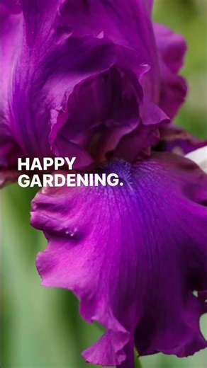 Dividing Irises in Containers 🌱 When & How to Repot for More Blooms