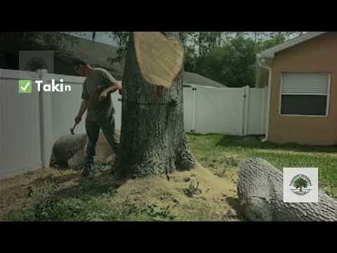 Tree Service in Spring Hill, FL | Priority Property Services FL
