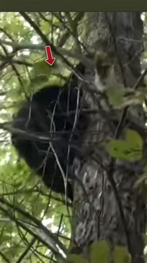 Black Bear vs 3 Dogs Bear On Tree 🌴#huntinglife #alaskahunt #bear