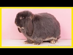 French lop rabbit
