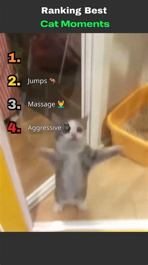😺🔥 Ranking The Best Cat Moments #cats #funnycats #catmoments