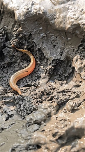 Carching Eel Fish From Mud #eelfish #mudfishing #fishing2025 | Daily Fishing Life