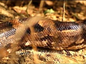 Python in Keoladeo National Park