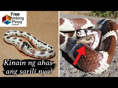 30 MINS COMPILATION Amazing Animals Caught on Film | Kakaibang Pangyayari na nakunan sa Camera