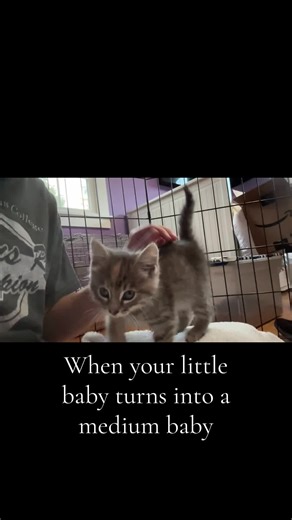 The Transformation of a Little Kitten
