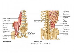 Posterior abdominal wall muscles, layers, blood supply and anatomy | Science online