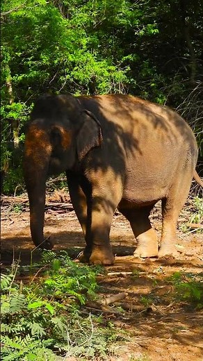 Following the Elephant Migration