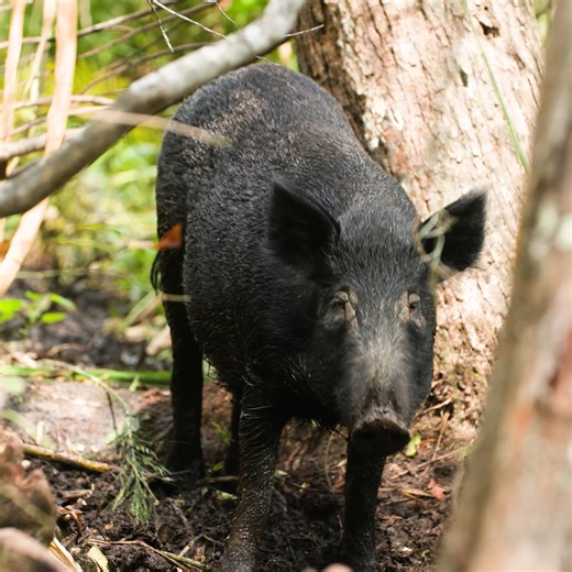 Come spend some time on the water with our swamp tour! #swamp #neworleans #alligator #raccoons #pig #tour | Cajun Encounters Tour Company