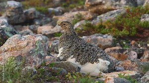 Female Rock ptarmigan resting and hiding chicks underneath feathers on an early summer morning in the mountains of Urho Kekkonen National Park, Northern Finland