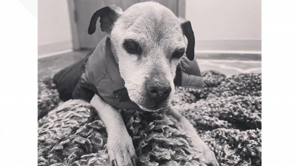'Nugget was a warrior' | Dog reunited with owner after 7 years dies