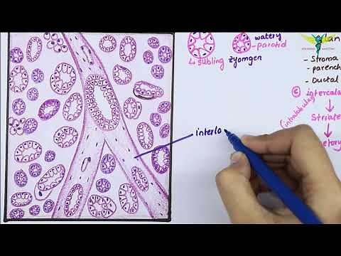 Histology Of SubMandibular Gland /Mixed Salivary Gland | Salivary Gland