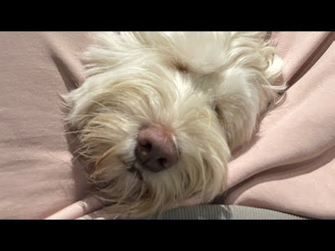 Just a video about an Australian Labradoodle called Papu