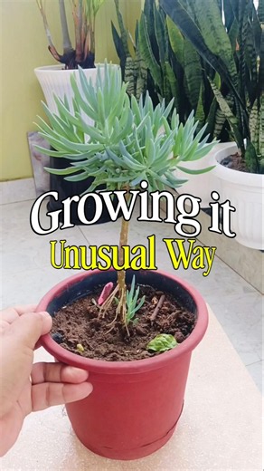 Blue Chalk fingers| Bonsai Tree|Unusual Growing Style#succulent #bonsai #experiment #plantstyling