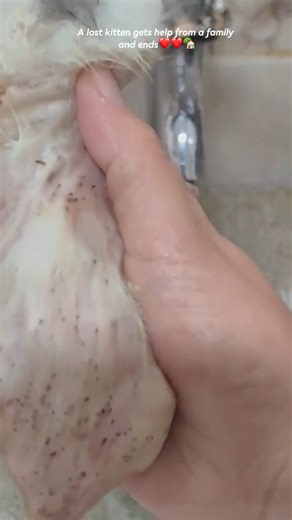 A lost kitten gets help from a family and ends | Anna Scott Music