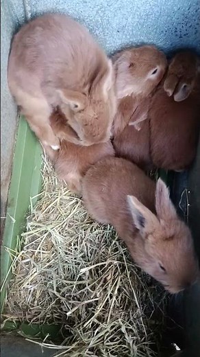 Conejos leonado de borgoña | AgroAnuncios.es