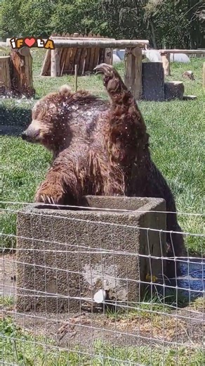 Grizzly Giggles 🐻😅 | I Freaking Love Animals