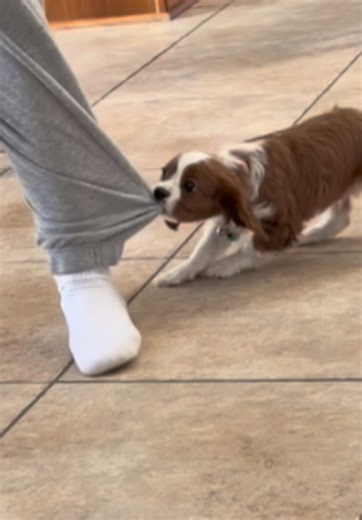 My Vicious Dog 🐾🐶!