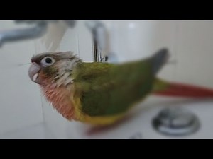 Conure screaming!! *dramatic*