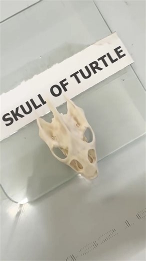 GMCBARAMULLAOFFICIAL on Instagram: "Inauguration of comparative anatomy Lab, Department of anatomy at GMC Baramulla. #comparativeanatomy #anotomy #gmcbaramullaofficial"