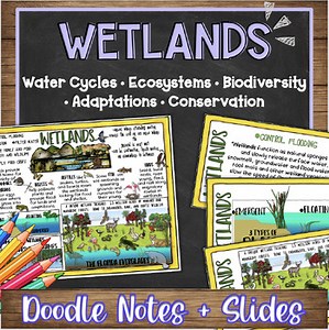 Wetlands Doodle Notes & Quiz   PowerPoint | Types, Plants, & Ecosystem Benefits