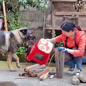 1.3M views · 95K reactions | A dog who loves to help people 殺殺殺 | Animals Daily Life | Facebook