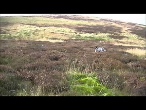 GSP hunting and finding Roe Deer and Grouse