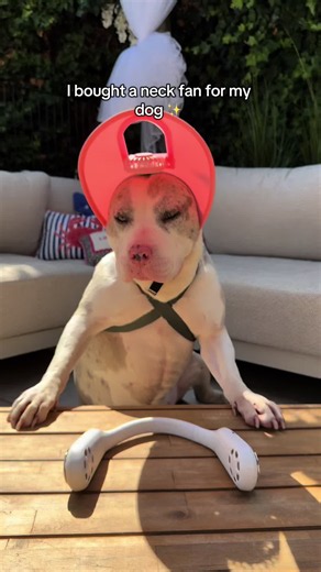 Neck Fan for Dog: How to Keep Your Pup Cool with a Pet Neck Fan