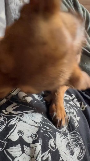 Meet Tuna Fish, Bryan Robinson’s precious little girl 🥹 Tuna has been grieving the loss of daddy with me 😢 Isn’t she cute?! We miss daddy 😭 #chihuahua #chihuahualove #chihuahualife #dogmom #dogdad #doglover #puppylove #funnydogs | Ashley Bell
