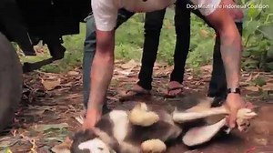 Horrific footage shows Indonesia's dog meat trade