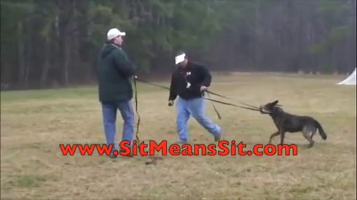 Getting an EXTREMELY AGGRESSIVE POLICE DOG under control in 1 lesson.!!