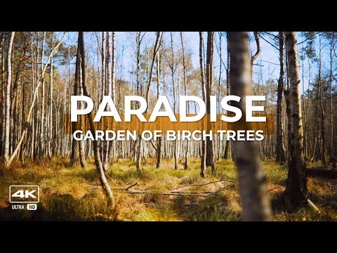 🌳4K video and natural ambient sounds - Paradise garden of birch trees