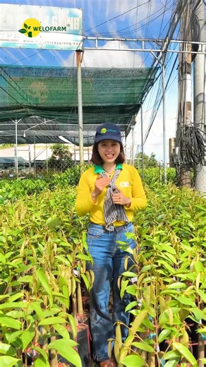 ⚡ Top 1 Loại Sầu Riêng Đắt Nhất Thế Giới Khi nhắc đến những giống sầu riêng nổi tiếng, nhiều bà con sẽ nghĩ ngay đến Musang King – một giống sầu riêng đã làm nên tên tuổi Malaysia. Tuy nhiên, trên thực tế Musang King không phải là loại sầu riêng có giá trái mắc nhất thế giới. Vị trí này thuộc về một giống sầu riêng khác, vô cùng đặc biệt, đó chính là Black Thorn (D200) 👉 Black Thorn có nguồn gốc từ Malaysia – quốc gia nổi tiếng với những giống sầu riêng chất lượng cao 👉 Đặc điểm sầu riêng Blac
