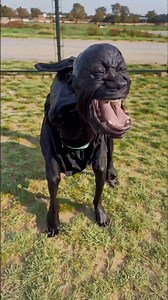 202K views · 618 reactions | Half Dog & Half human #reelschallenge #fypシ゚viralシ #reel #post #foodie #follower | Kpokishy Family TV | Facebook