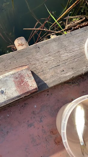 Fishing Technique: Catching Small Fish Efficiently