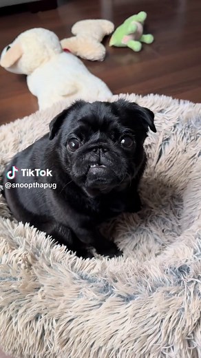Adorable Black Pug Puppies: A Love Story