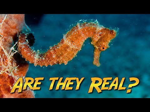 Seahorses and Pipefish! Do they really exist?