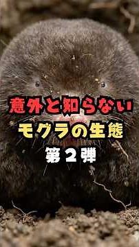 意外と知らないモグラの生態 第2弾 #雑学 #自然 #モグラ #動物