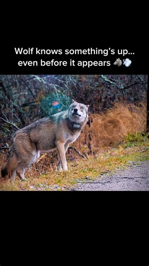 Wild Wolf Sixth Sense