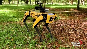 The robot, named "Spot," is equipped with cameras and censors to help it estimate the number of visitors at the park, and occasionally makes announcements via a speaker reminding people to "stand at least one metre apart". Read more: https://trib.al/aOkcT4M | Global News