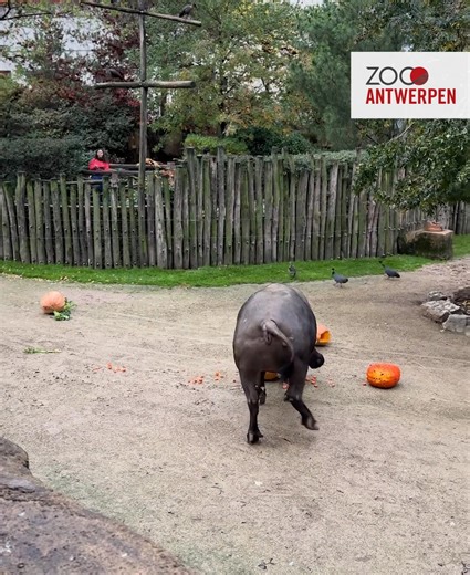 De Kaapse buffels breken hun pompoenen af! 🎃🐃 Gisteren zagen jullie al dat een groot deel van de dieren pompoenen kregen als verrijking. De meesten waren nieuwgierig en snuffelden, speelden of smikkelden smakelijk. Maar dat was buiten onze kaapse buffels gerekend! Zij vatten de pompoen bij de hoorns en sloopten hun exemplaren helemaal! 😂👌 #ZOOantwerpen #kaapsebuffel | ZOO Antwerpen